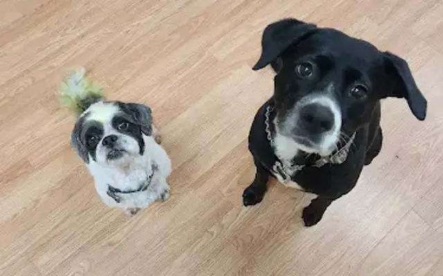 Spicy Pups Grooming in Germanton, NC