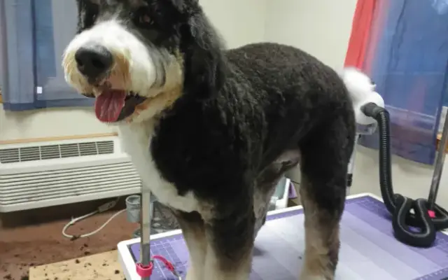 Dandy Dog Pet Parlor in Rothschild, WI