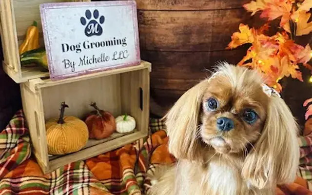 Dog Grooming by Michelle LLC in West Chester Township, OH