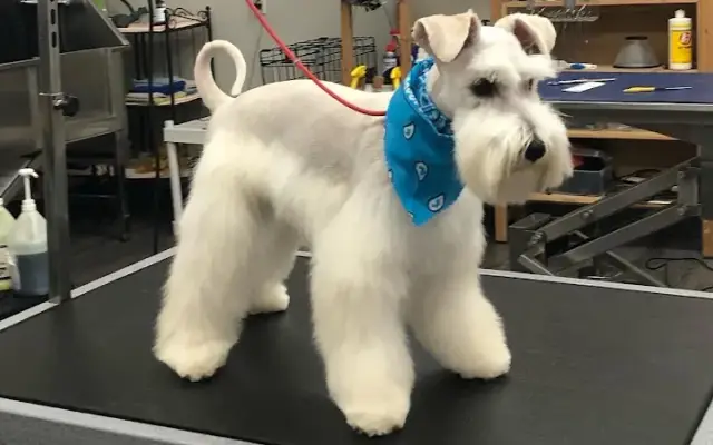 Ernesto's Mobile Pet Grooming in Lomita, CA