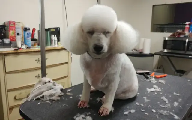 Shaggy Chic Pet Spa in Fruit Cove, FL