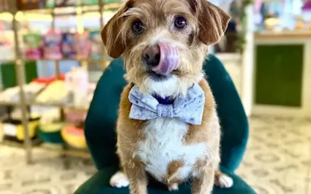 Gloria's Pet Spa of La Jolla in La Jolla, CA