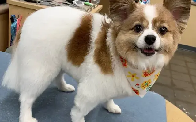 PetSmart Grooming in Webster, TX