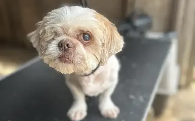 Christy's pet grooming in San Antonio, TX