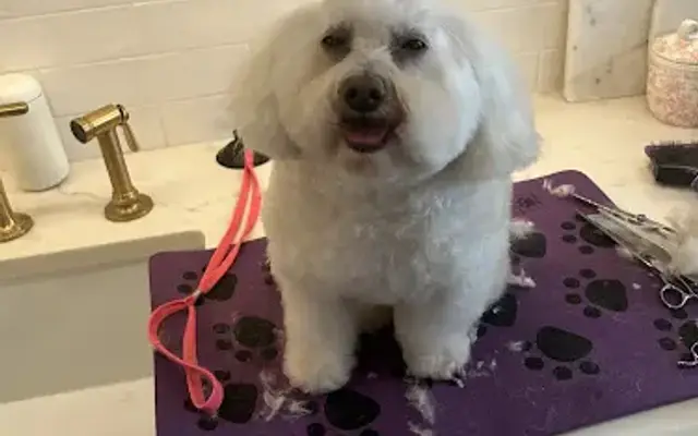 Jazzy Pets in Brooklyn, NY