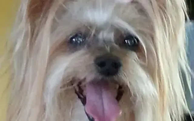 Kimberly's Pet Grooming in Delray Beach, FL