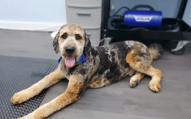 Classy Paws Grooming in Kansas City, MO