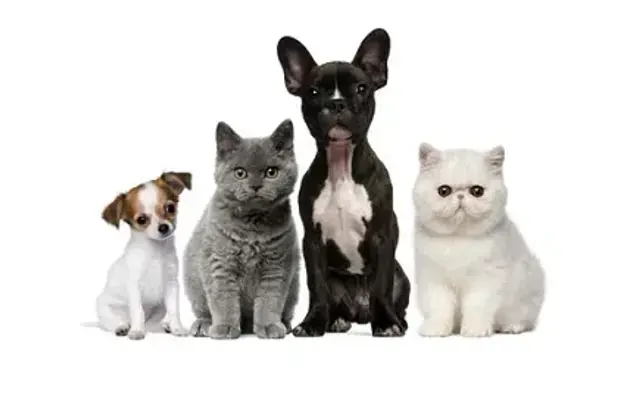 Professional Pet Grooming by Kathie in Montgomery, OH