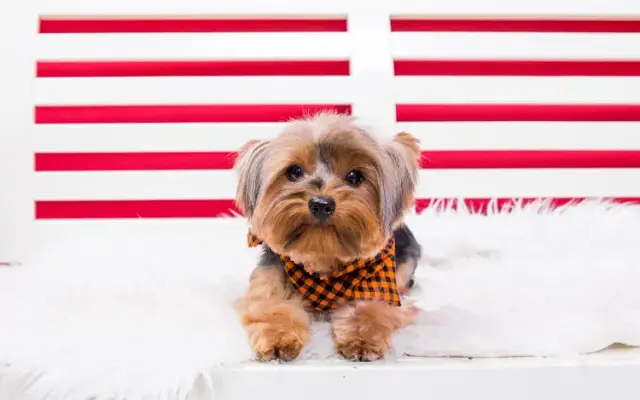 Songs Pet Grooming in Vista, CA