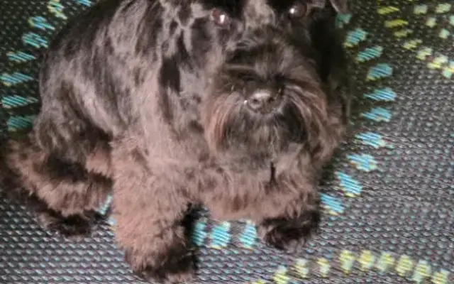 Wags & Wiggles Dog Grooming in Red Wing, MN