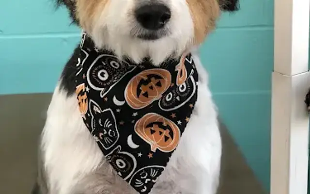 Must Love Dogs Daycare & Spa in Wadsworth, OH