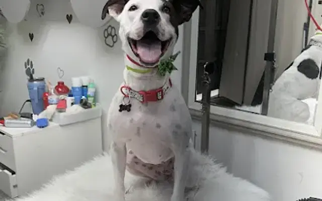 Roony Grooms Dog Grooming in Cedar Park, TX