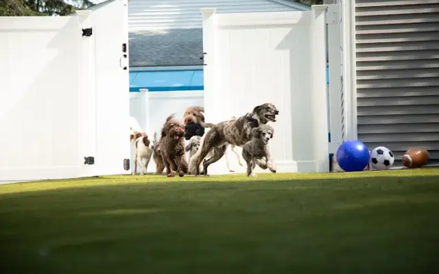 Wiggles Pet Resort in Middlebury in Middlebury, CT