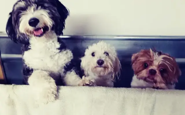 Durfee Dogs Spa and Retreat in Marengo, OH