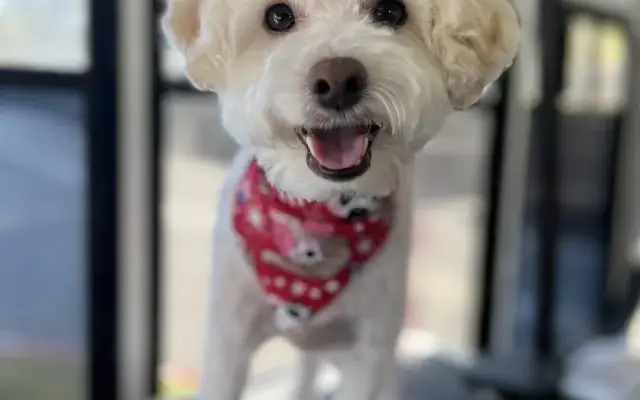 Pampered With Love mobile grooming in Diamond Bar, CA