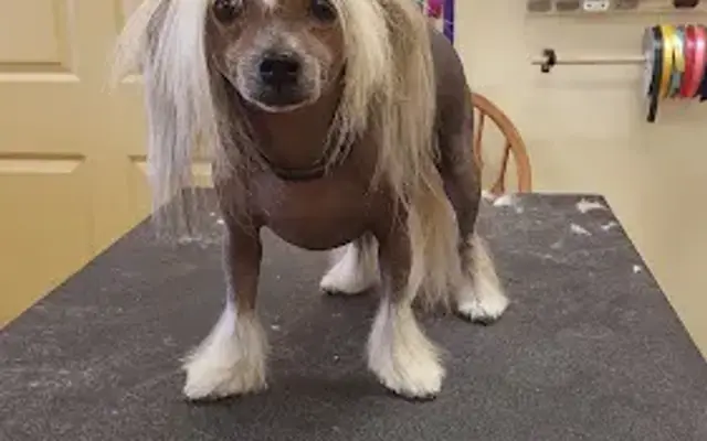 Melissa's Grooming in Daytona Beach, FL