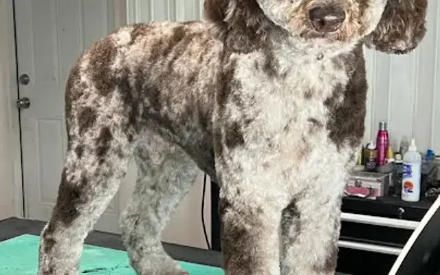Pups N Paradise LLC in Fort Myers, FL