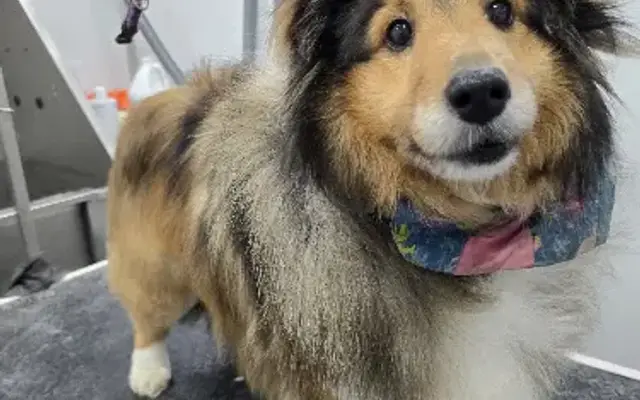 Divine K9 Mobile Dog Grooming in Fort Wayne, IN