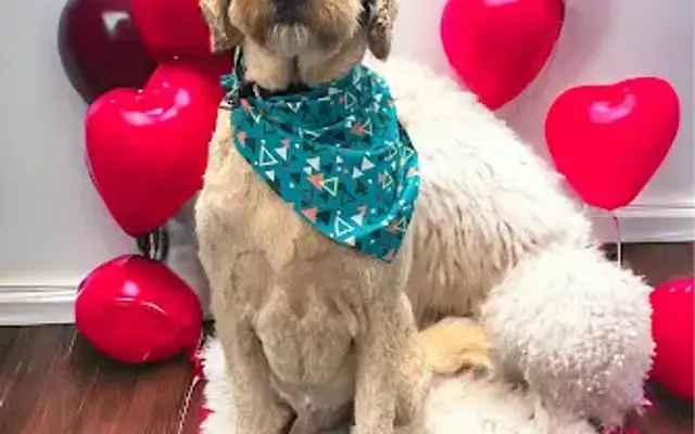 Muttcuts Pet Spa in Island Lake, IL