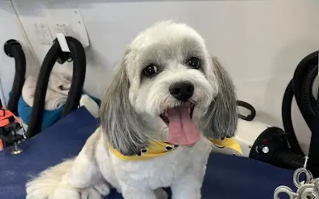 Petite Paws Mobile Dog Spa in Camarillo, CA