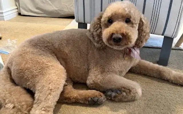 Henry's Pet Grooming in Cottonwood Heights, UT