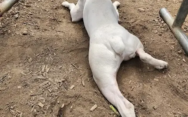 Royal Crest Drive Dog Park in Nashua, NH