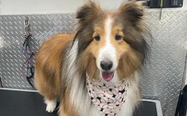 Bonita Mobile Dog Grooming in Miami, FL