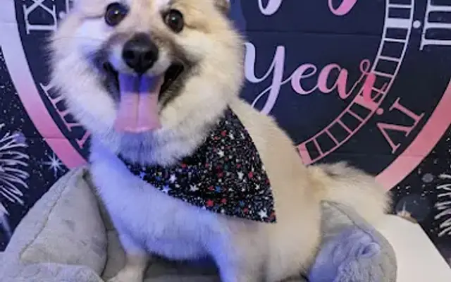 Grooming By Valerie LLC in Orlando, FL
