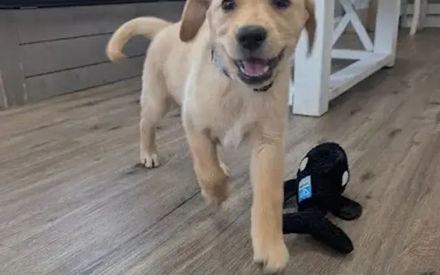 Hidden Gem Kennels in Pittstown, NJ