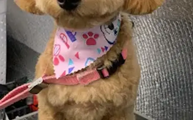 Quick Clipz Grooming LLC in Sebring, FL
