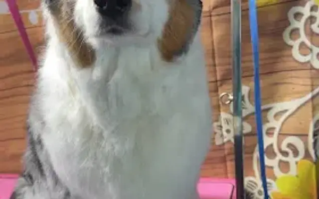 Waggin’ Wheels Mobile Grooming in Elk River, MN