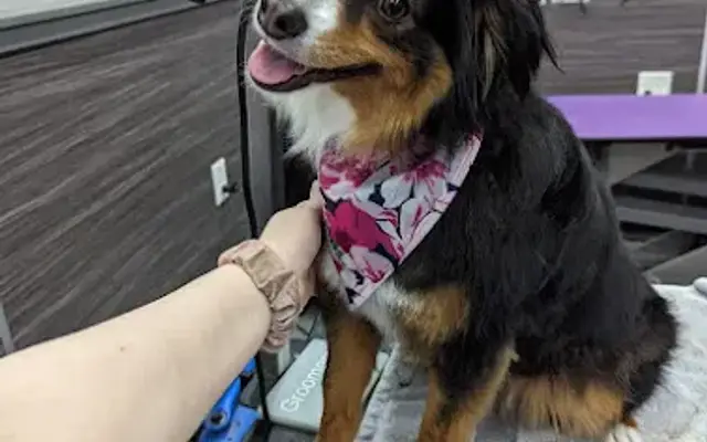 Pet Supplies Plus Waukesha Grooming in Waukesha, WI