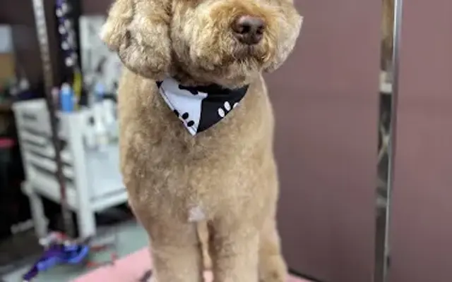 Your Dog is Wet Grooming in Stone Park, IL