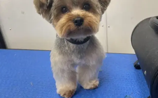 FurGlow Mobile Grooming Spaw in Spring, TX