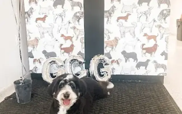 Grand Champion Grooming, LLC. in Columbia, PA