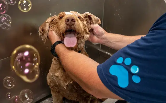 Zoomin Groomin in Palm City, FL