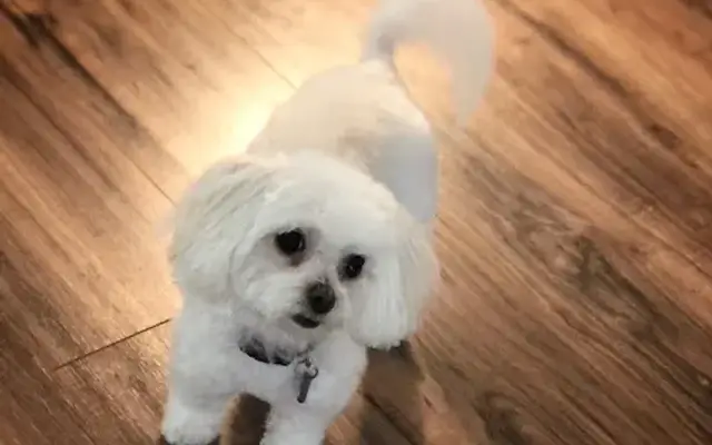 Sudsy Puppy Mobile Pet Grooming in Menifee, CA