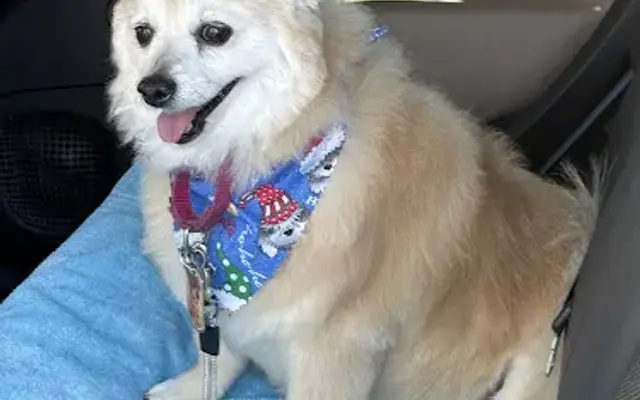Puppy Love Pet Grooming in Phoenix, AZ