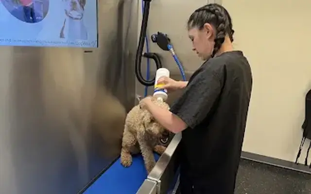 Dog Gone Clean in Douglasville, GA