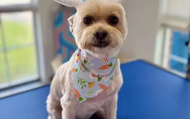 Amy’s Country Charm Pet Spa in Whitehouse, TX