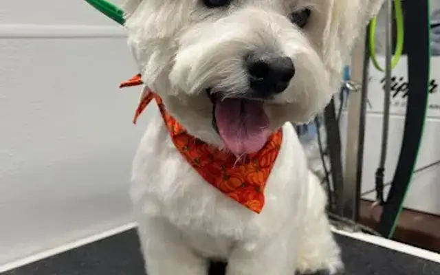 Amber’s Animal Styles in Guyton, GA
