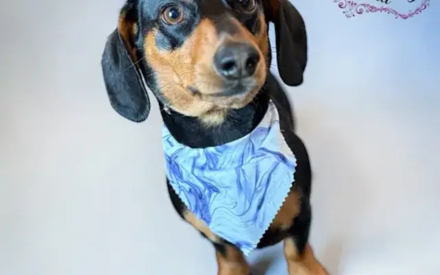 Pet Grooming by Olivia in Glasgow, KY