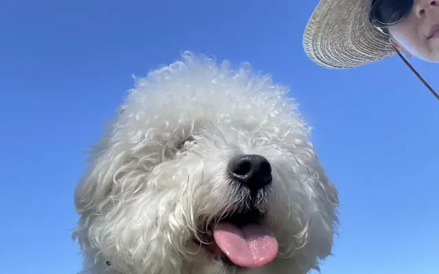 Miami Pet Services in Miami, FL