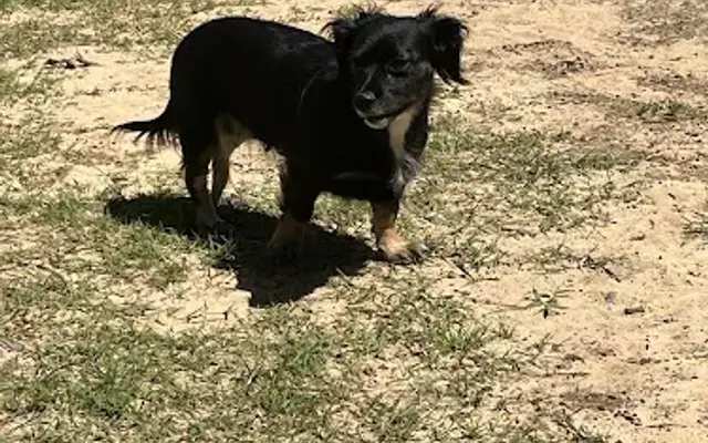 Pretty Puppy in Nacogdoches, TX