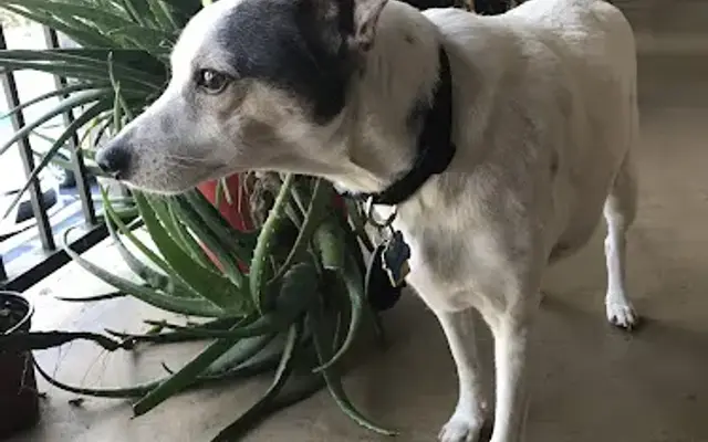 Doggo's Natural Pet in North Lauderdale, FL
