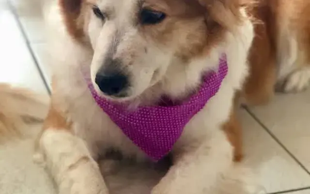 Doggielicious Mobile Spa in San Bernardino, CA
