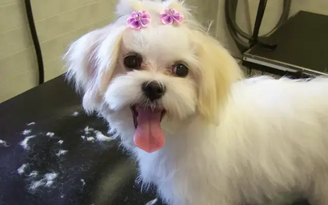 Pawsitively Paradise Pet Resort in Angola, IN