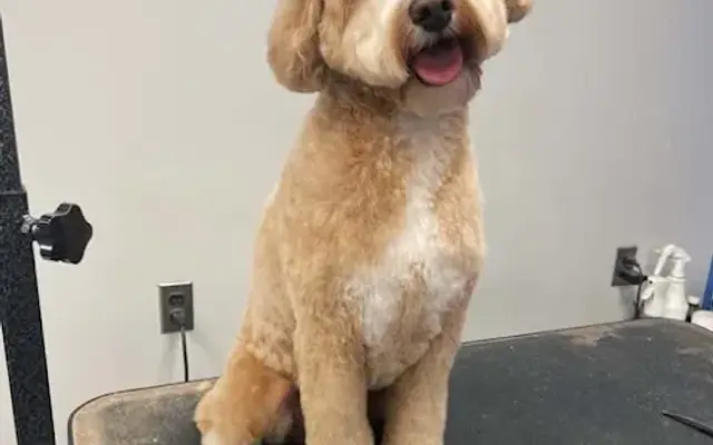 Woofhaven Boarding and Pet Care Lake City SC in Lake City, SC