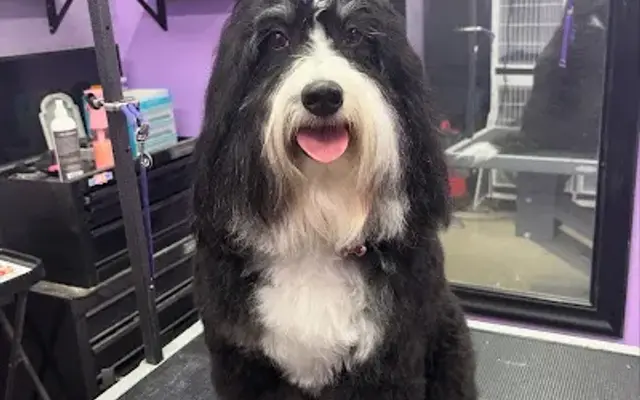 Brytnie’s Bark Boutique in Phoenix, AZ