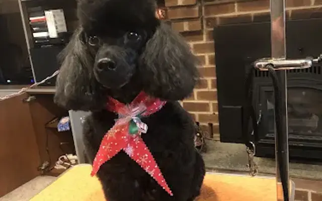 Stinky Butts Transfurmation House Call Grooming in Leesport, PA